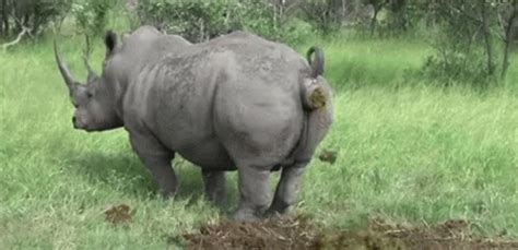 Rhino Poop GIF .